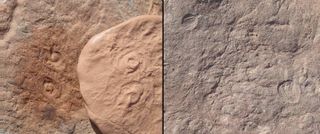 The newly identified Ediacaran-era fossil Obamus coronatus (left) next to Attenborites janeae, another creature from the same period that's named for English naturalist Sir David Attenborough.