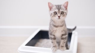Kitten using litter box