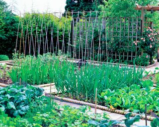 Vegetable garden filled with fresh produce