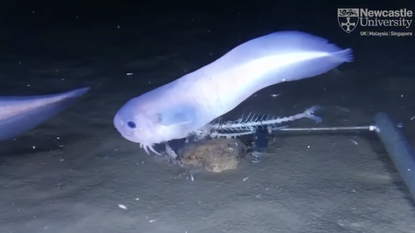 Newly discovered fish species in a trench off the west coast of South America.