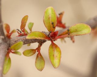 Ants making colony on Hamelia Patens plant