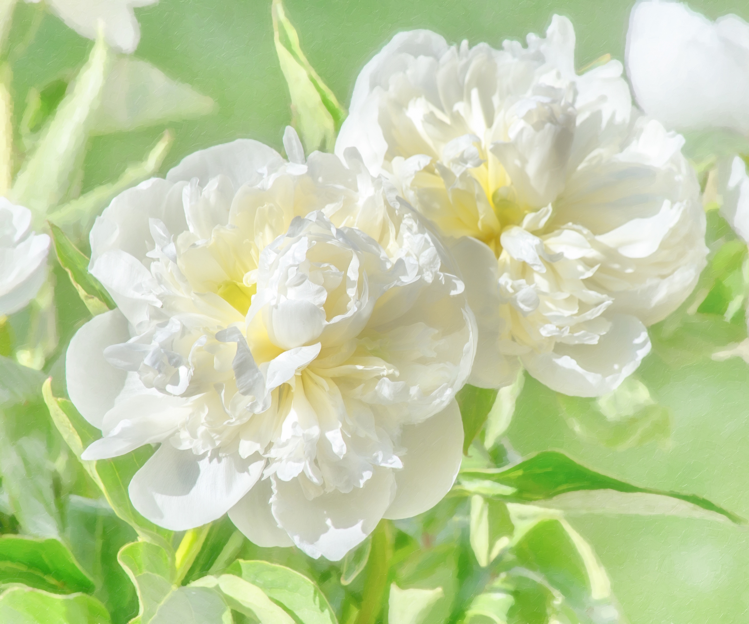 White peony blooms