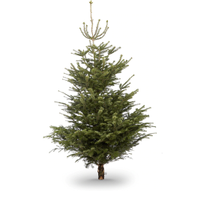 8ft Nordmann fir cut Christmas tree | Now £68 at B&amp;Q