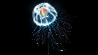 A Turritopsis dohrnii, or immortal jellyfish