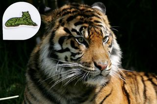 Lacoste X: Save Our Species, The Sumatran Tiger