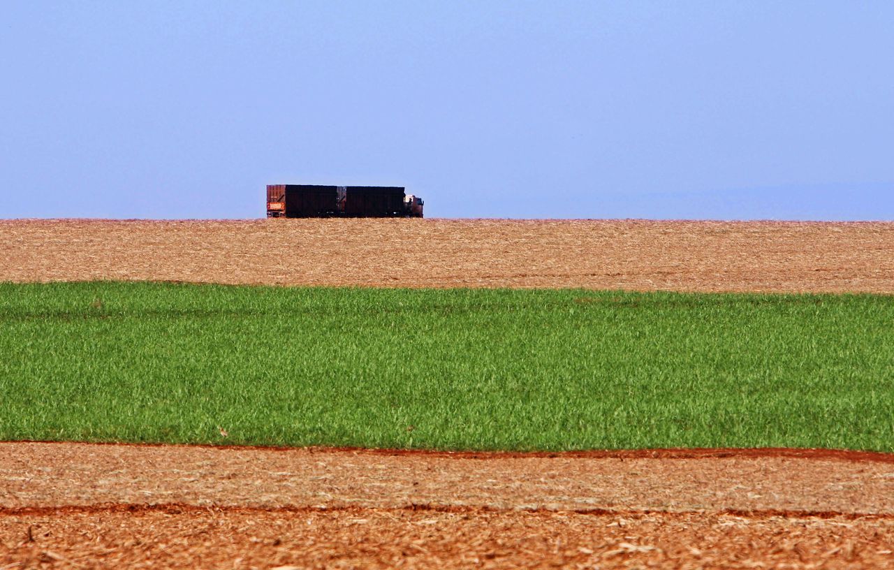 A truck drives past sugarcane.