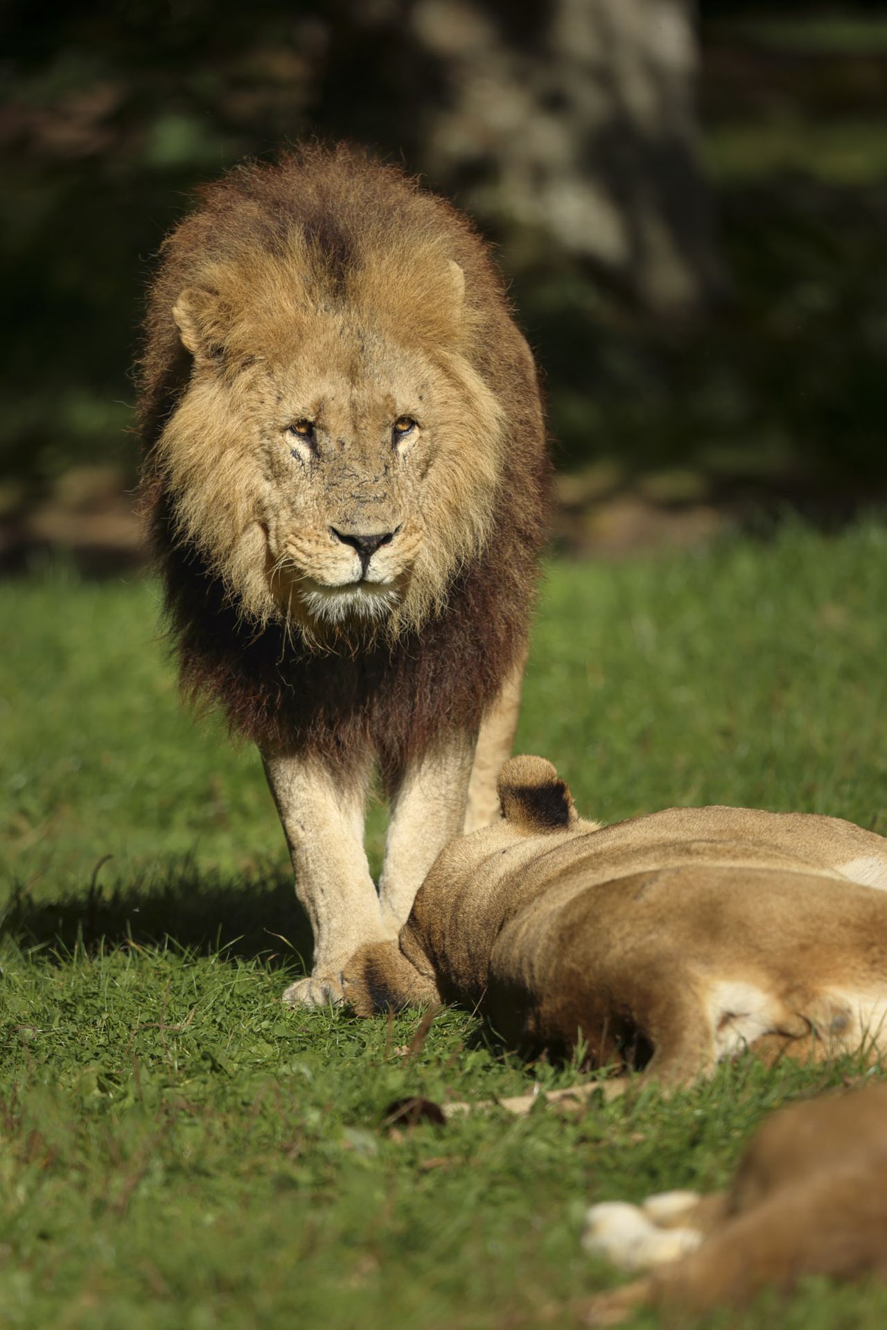 Wildlife