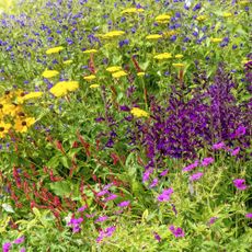 Late summer border bursting with color from rudbeckias, salvia, yarrow, and geranium