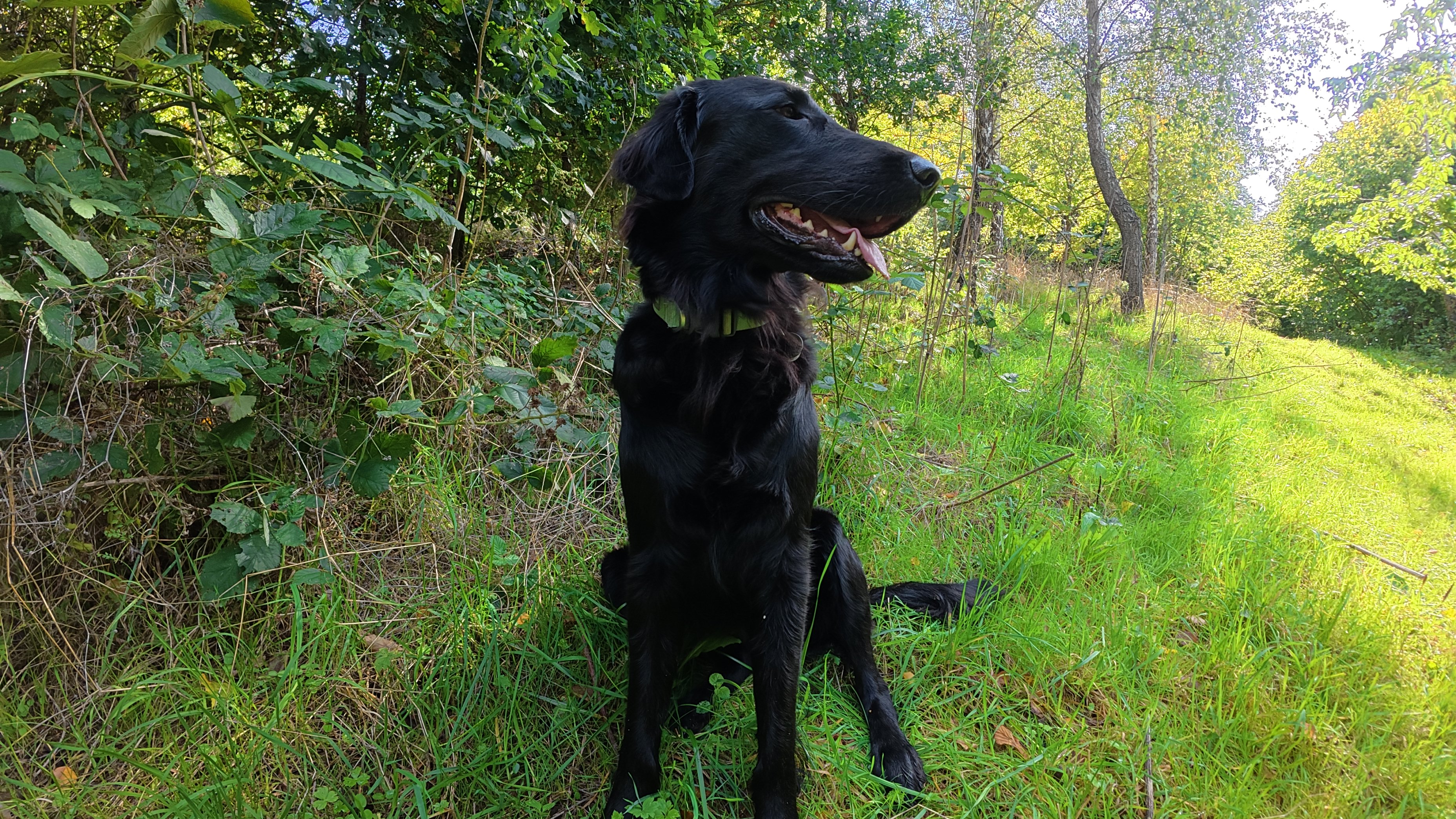 Sample shots from the Insta360 Go Ultra and DJI Osmo Nano action cameras showing a black retriever in a field