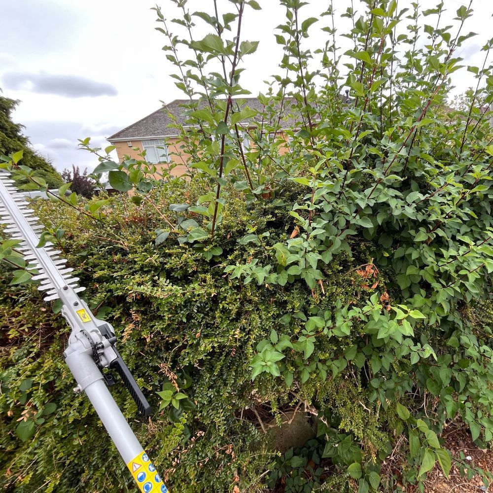 before cutting hedge with webb multi tool