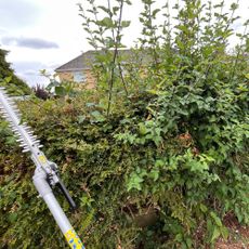 before cutting hedge with webb multi tool