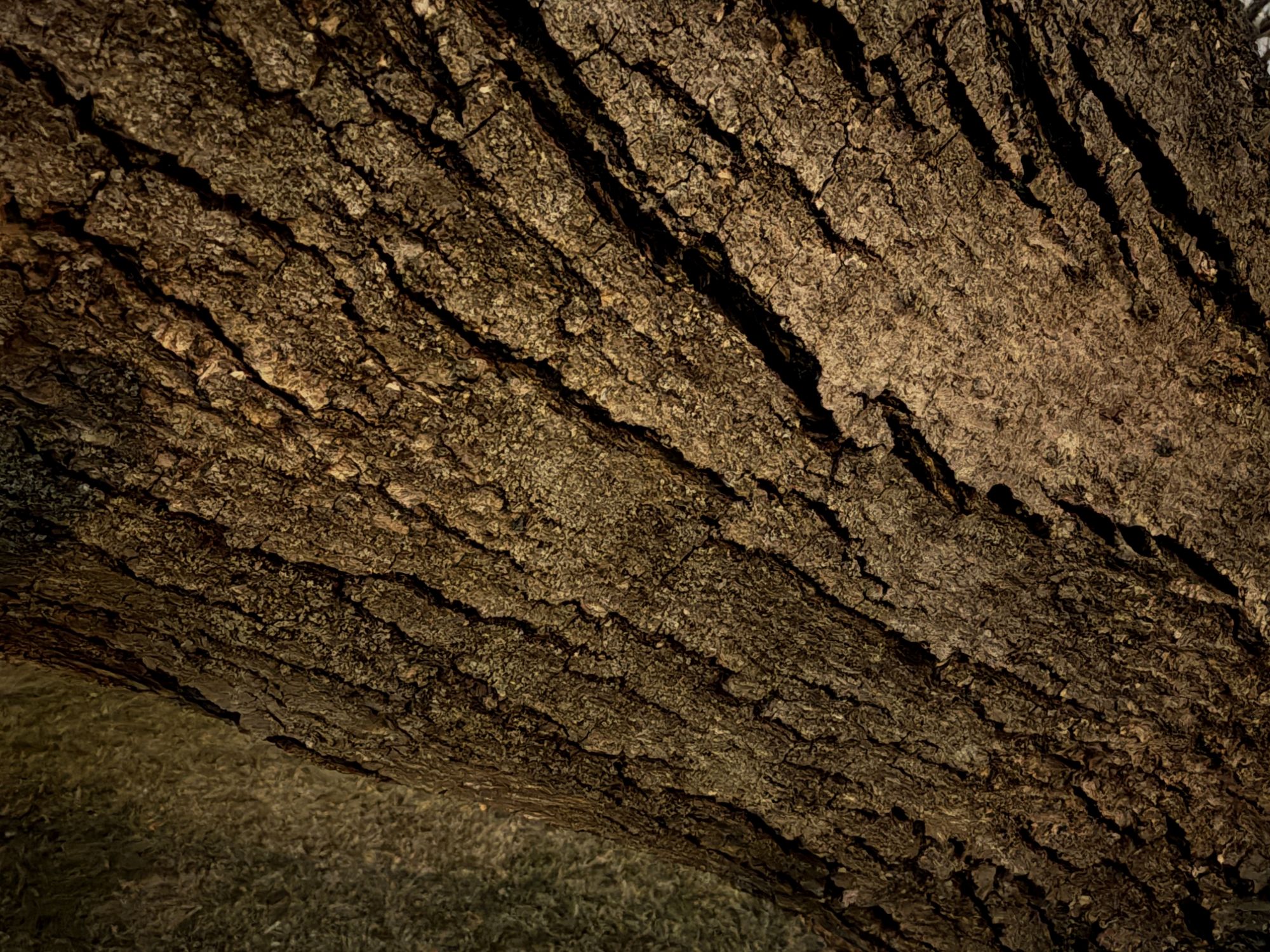 iPhone night mode max sample.