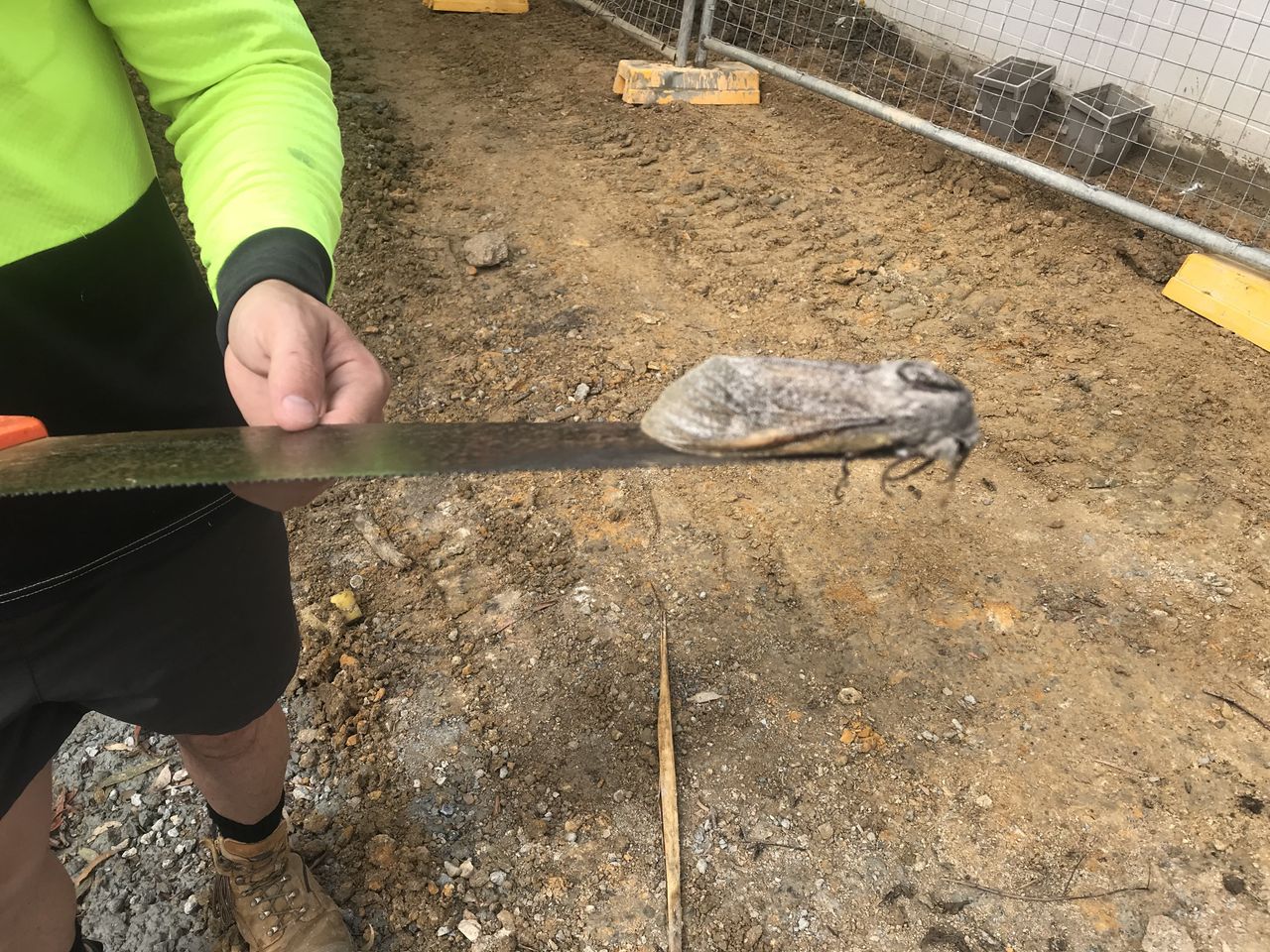 This giant wood moth was found at a construction site of a school building in Australia.