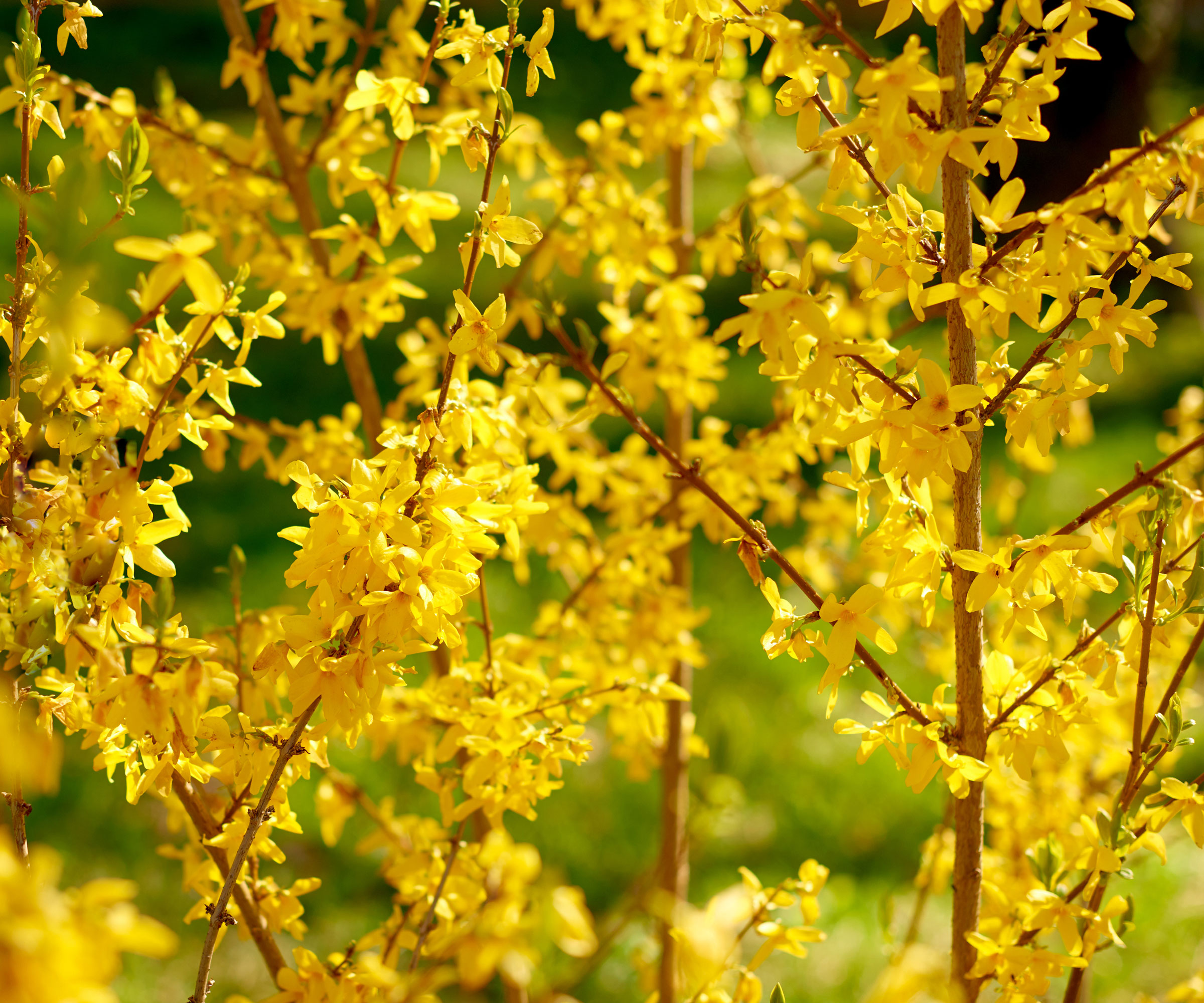 forsythia Lynwood shrubs growing as hedge