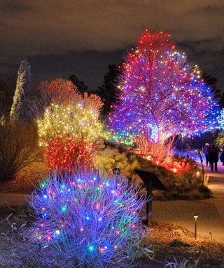 Multi-colored outdoor tree lights