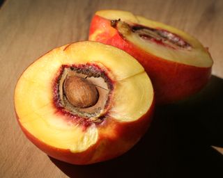 Peach seed inside a peach pit