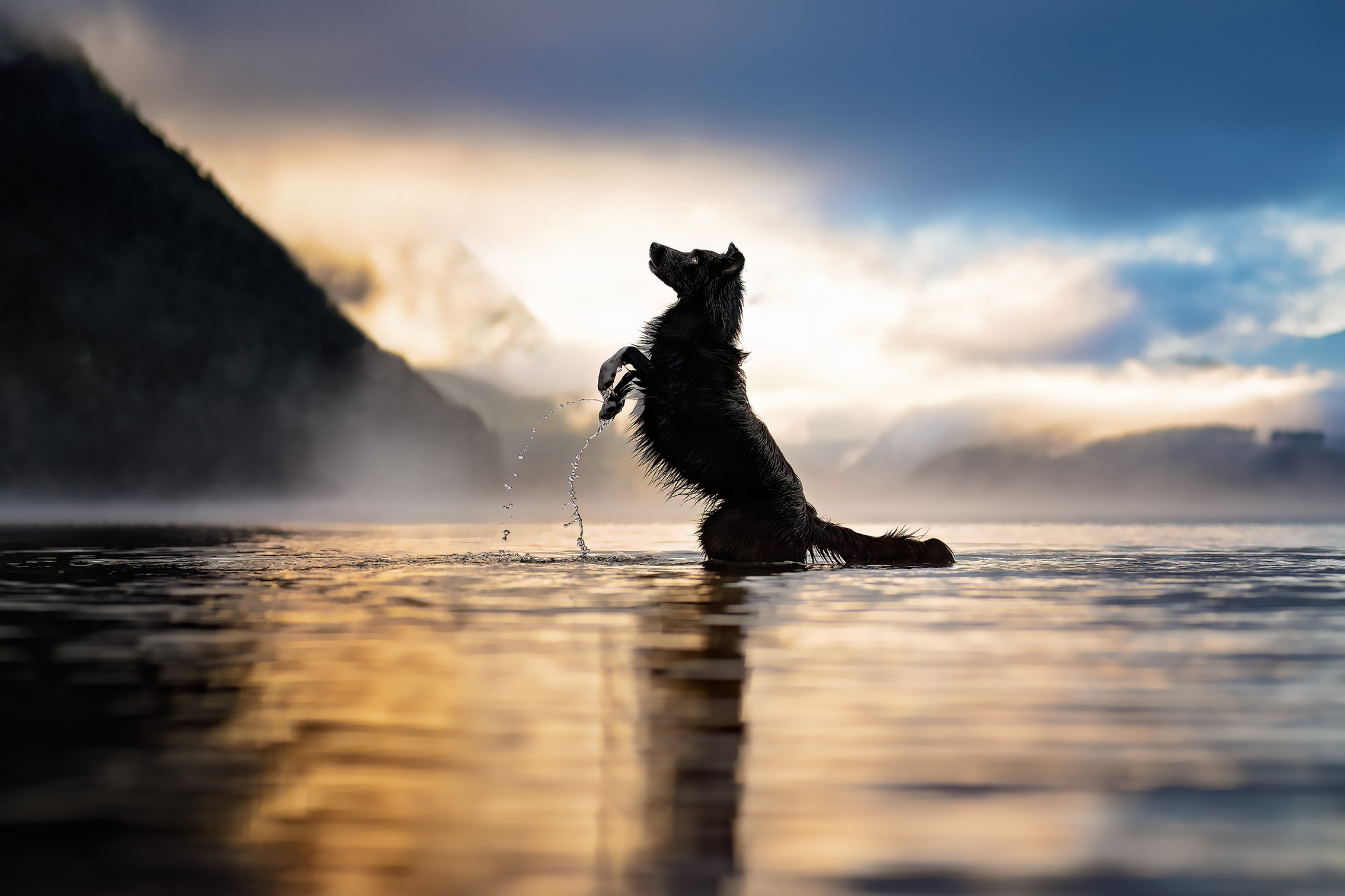 A dog stands on its hind legs in a serene lake at dawn, water splashing around. Misty mountains and a glowing sky create a tranquil, majestic scene