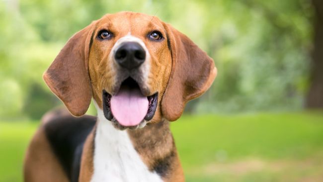 Hound dog breeds: 19 varieties and breed information | PetsRadar