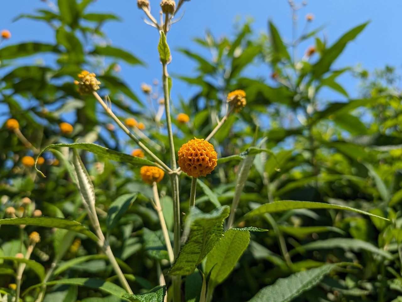 Google Pixel 8 Pro