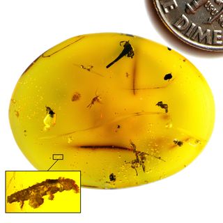 Dominican amber containing Paradoryphoribius chronocaribbeus gen. et. sp. nov. The amber also contains three ants, a beetle, and a flower