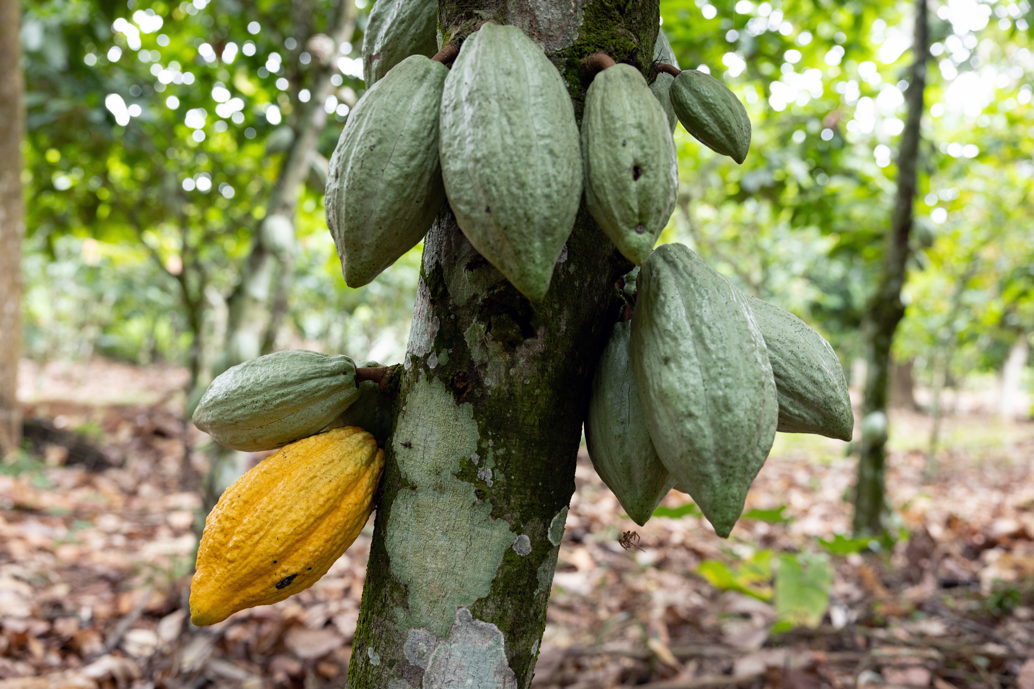cocoa pods growing on a cocoa tree