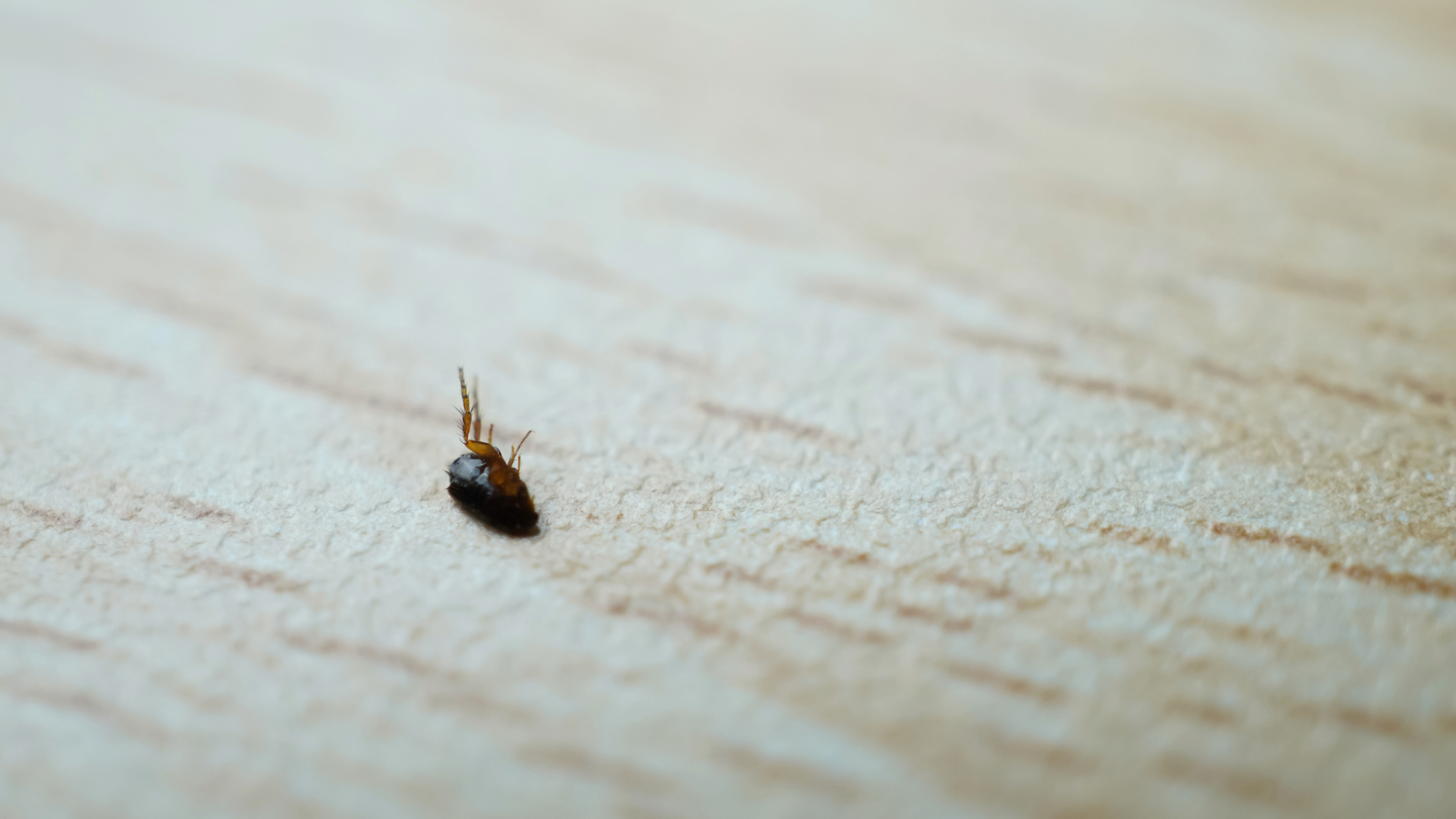 Close-up of a flea on wood
