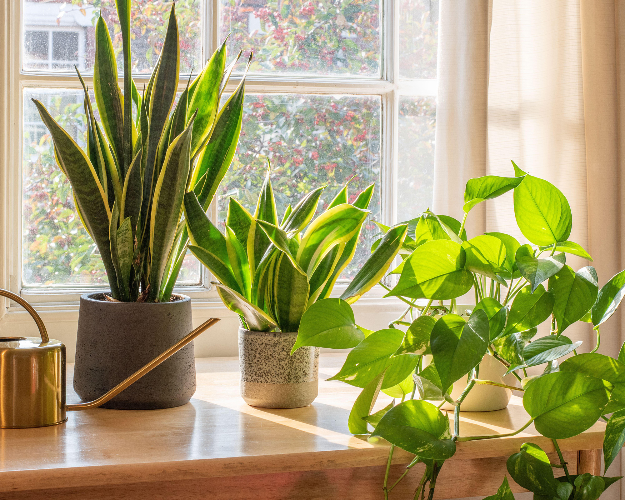 A sansevieria trifasciata snake plant in the window of a modern home or apartment interior.