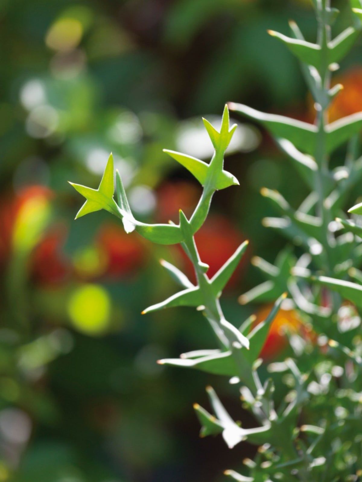 A Colletia Plant