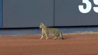 Cat at Yankee Stadium 