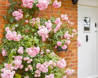 Pink climbing rose growing up front of house next to front door