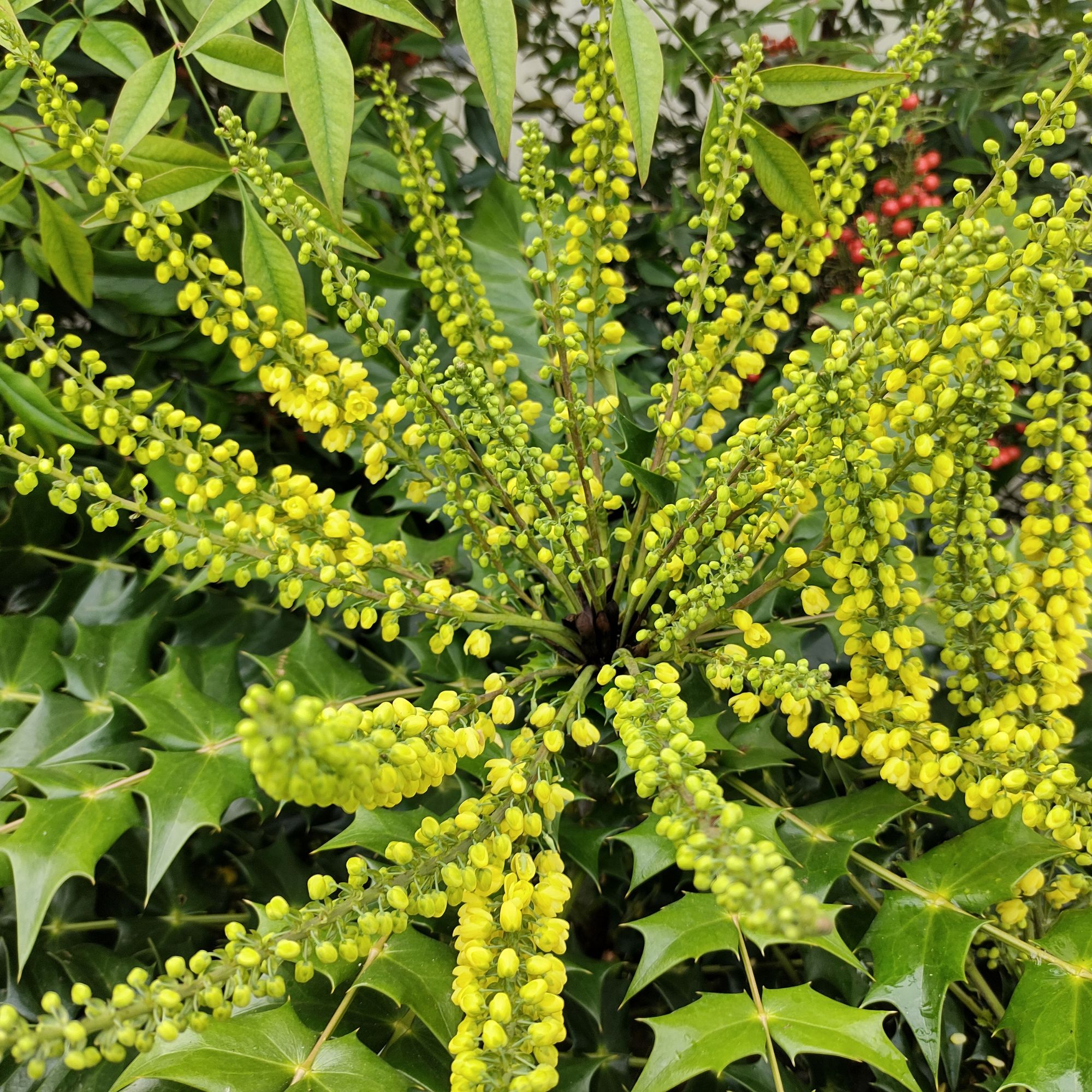 mahonia fragrant shrub