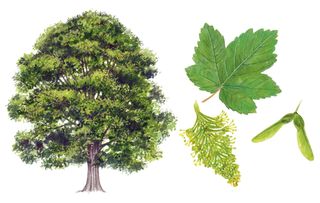 identifying british trees