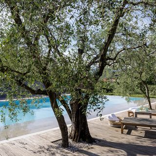 pool side olive tree and tables