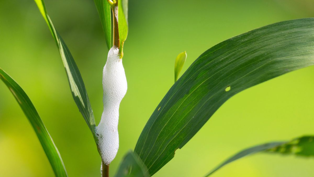 Why Does Your Lawn Look Like It’s Spitting? What to Do if You See Bubbles in the Backyard