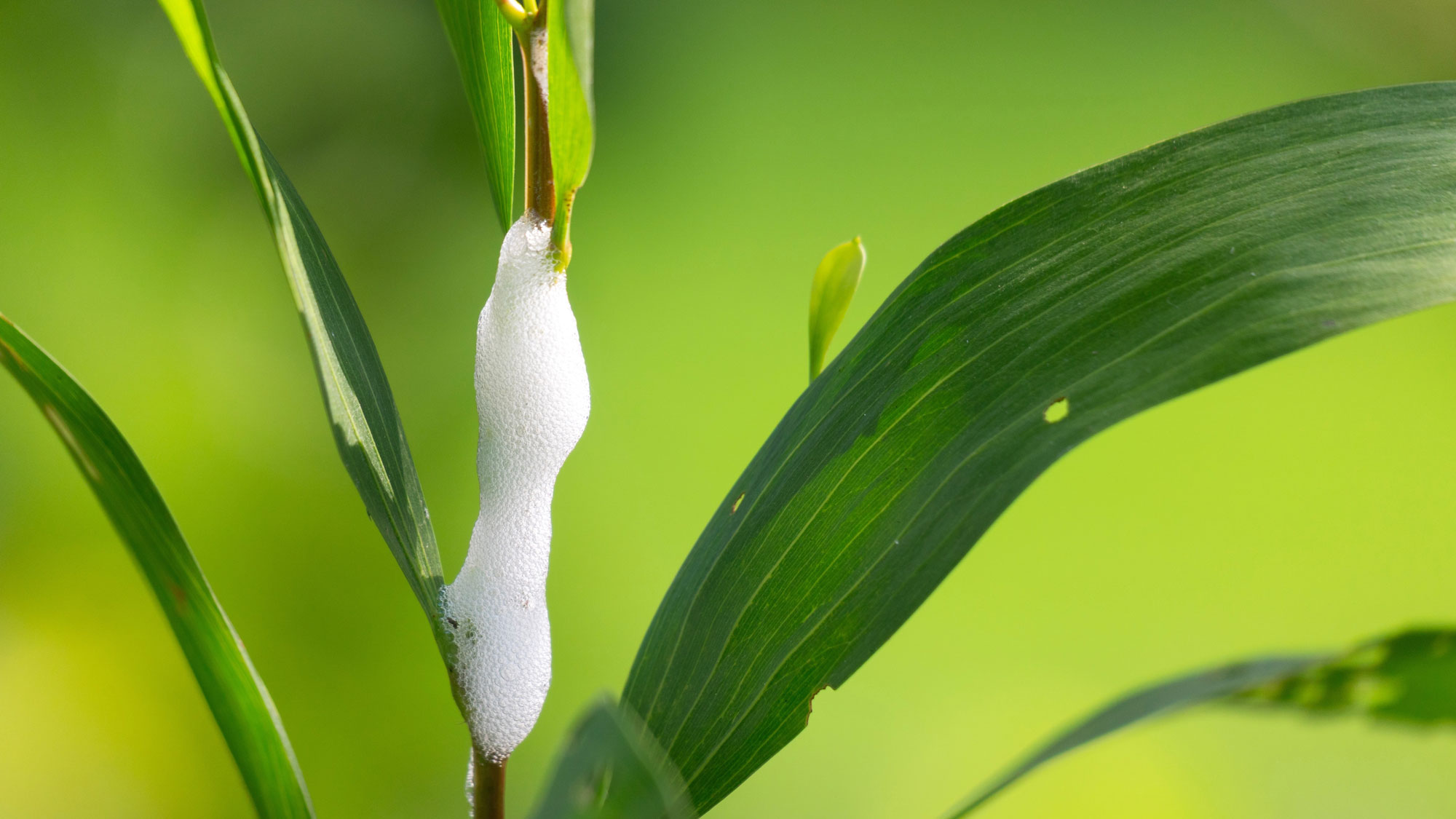 lawn spittlebug foam on blade of grass in garden scene