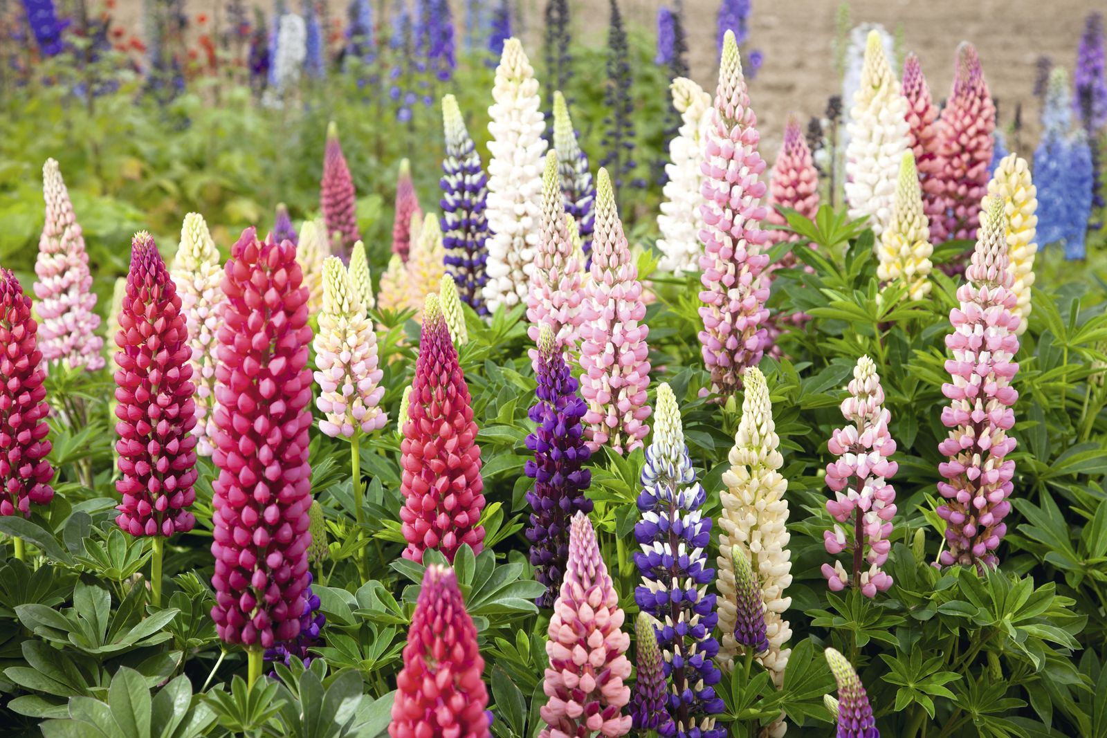 5 plants to add height to your flowerbeds this spring and summer ...