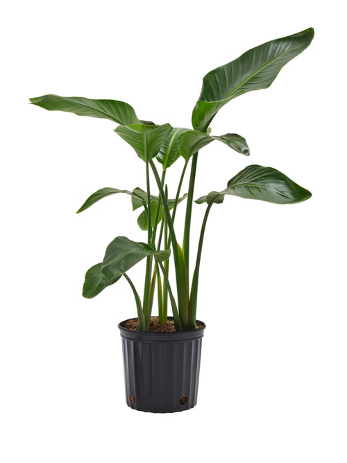Strelitzia Potted Plant White Bird of Paradise