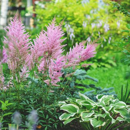 perennial shade garden plants and flowers