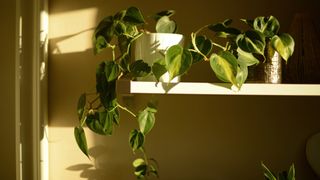 Heart-leaf philodendron plants on a shelf in partial sunlight.