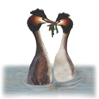 grebe-bird-illustration