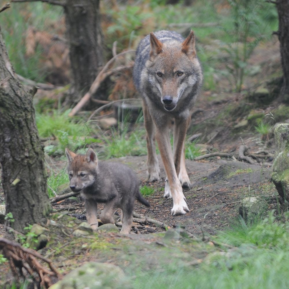 wolf pups, quintuplets