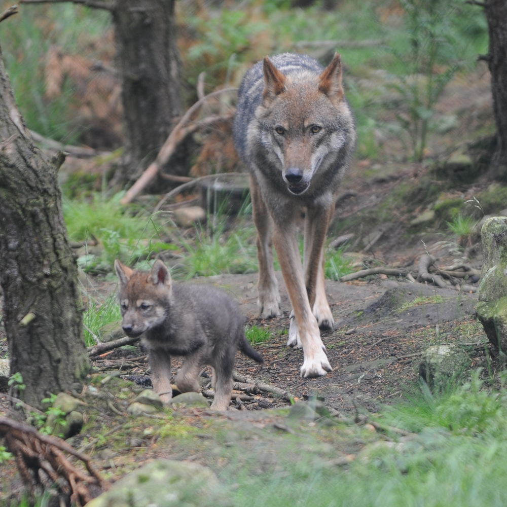 grey wolf pups