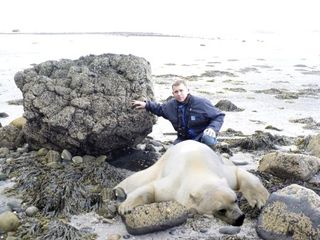 polar bear mull