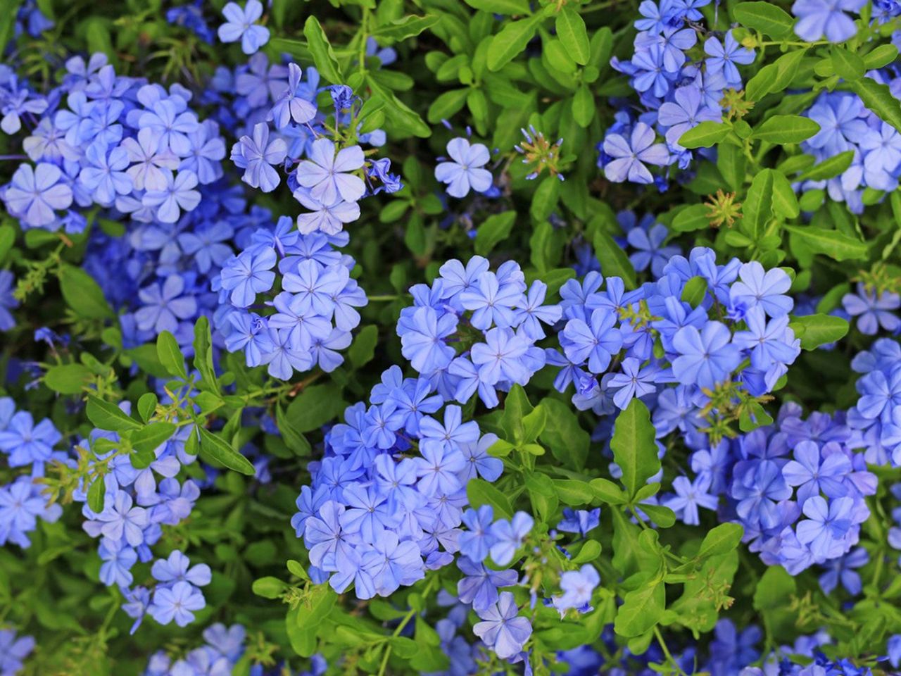 Purple Plumbago Plants