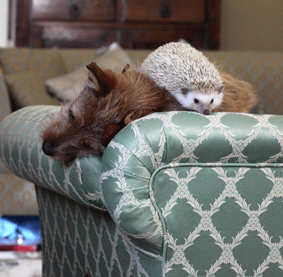 hedgehog-and-dog-on-sofa.gif