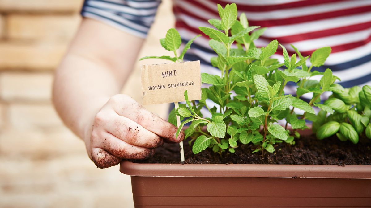 Mint being grown in a container