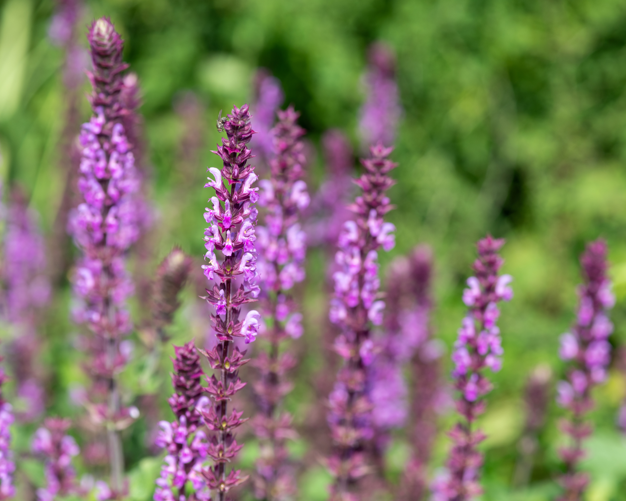 Close up of rose marvel salvia nemorosa flowers in bloom