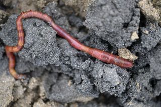 A lugworm or sandworm (Arenicola marina) is pictured on a sandy beach in France