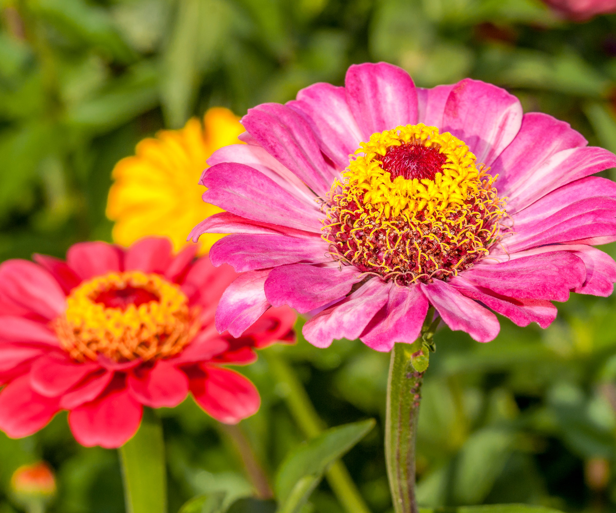 zinnia plants with pink and red and yellow flower heads