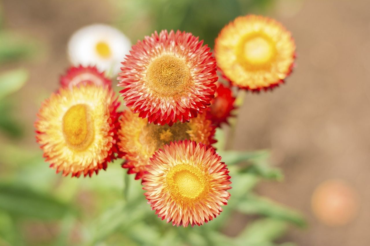 Yellow-Red Strawflowers